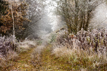 Waldweg Zubringer bei Nebel im Herbst mit Bodenfrost und Dunst