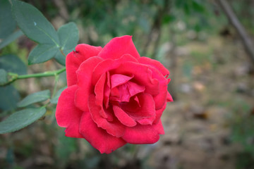 Bright red rose in green foliage