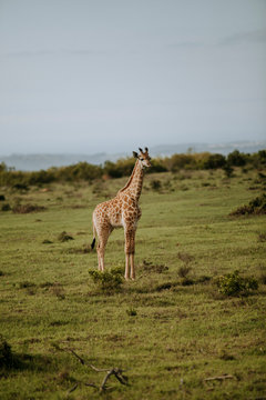 Africa wild animals