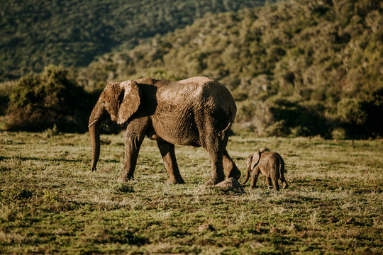 Africa wild animals