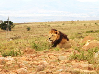 Fototapeta premium Lion spotted in Mountain Zebra NP