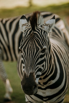 Africa wild animals