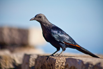 Vogel