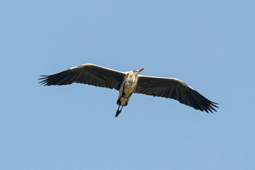 Grey heron ardea cinerea in flight. Large majestic waterbird in wildlife.