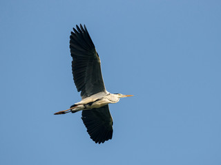 Grey heron ardea cinerea in flight. Large majestic waterbird in wildlife.