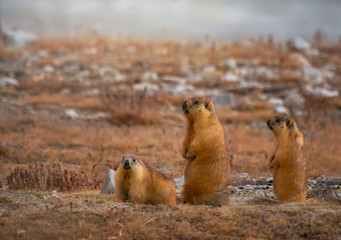 Himalayan marmot family