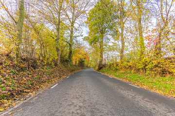 Empty rural asphalt road among autumn trees