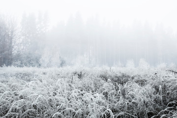 Gräser im Winter auf einem Feld bei Nebel