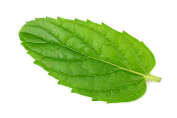 Obraz premium single fresh mint leaf isolated on white background