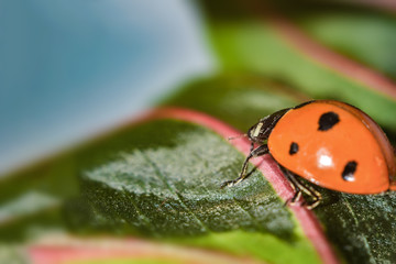Ladybug crawling on a green grassy leaf, macro photo of wildlife.