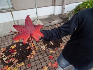 autumn leaves in hands