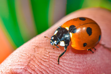 Ladybug crawling on a green grassy leaf, macro photo of wildlife.