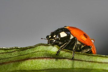 Ladybug crawling on a green grassy leaf, macro photo of wildlife.
