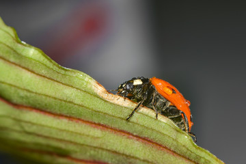 Ladybug crawling on a green grassy leaf, macro photo of wildlife.