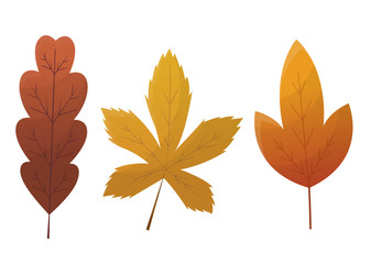 Fall leaf collection. Set of autumn leaves, isolated on white background. Simple cartoon flat style, vector illustration. Multicolor autumn leaves flat vector icons