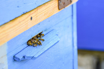 Fototapeta na wymiar Bees on the flying board in the hive, in the apiary for the extraction of sweet honey.