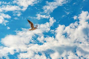 A seagull flies in the sky under the clouds.