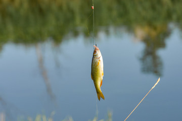 A worm caught fish hanging on a fishing line.
