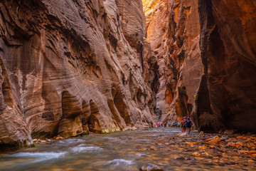 Amazing landscape of canyon in Zion National Park, The Narrow