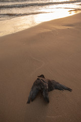 Dead birds on the beach