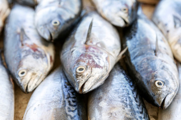 Beautifully laid out fresh fish on a counter on ice. Close-up.