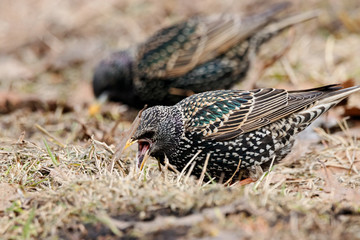 Common starling sturnus vulgaris looking for food on ground in early spring. Cute bright colorful migrant songbird in wildlife.
