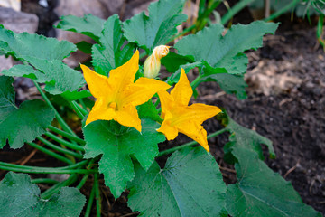Yellow flowering zucchini with green leaves in the vegetable garden.