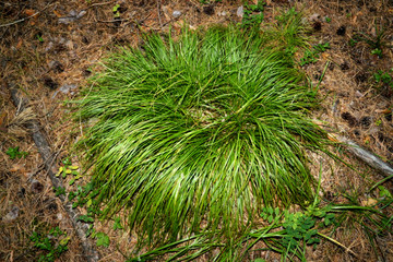 Лесной пуфик