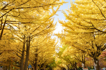 札幌　イチョウ並木の紅葉