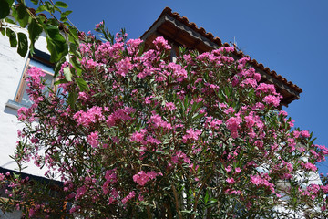 view from greek village Zeytinlikoy (Agios Theodoros) - turkish aegean island Gokceada