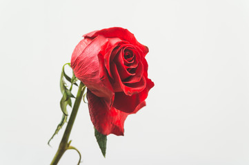 rose wilted on white background, space for text