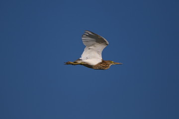 Heron in flight