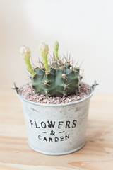 Cactus plant with flower in pot