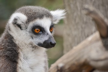 a ring-tailed lemur in the zoo