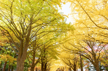札幌　イチョウ並木の紅葉