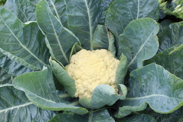 fresh cauliflower