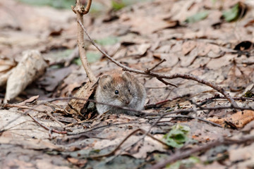 Bank vole myodes glareolus sitting on old foliage on ground in autumn. Cute little rodent in wildlife.