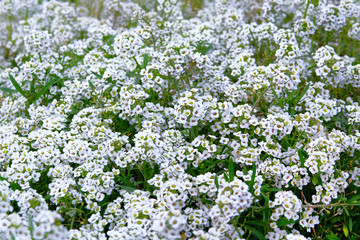Alyssum flowers. Lobularia maritima flowers, close up. Floral pattern. Flowers is blooming in meadow.