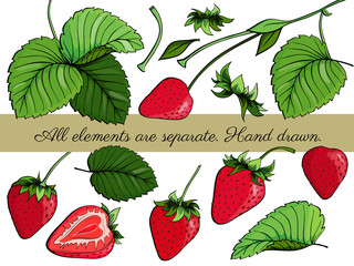 Set of fresh strawberry. Collection of ripe berry, leaves, leaf, plant, half, slice, seeds. Organic food. Colorful vector illustration isolated on white background. Freehand drawn sketch. Engraving