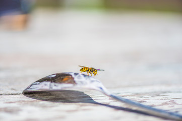 Löffel mit Wespe