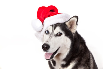 Dog breed siberian husky in red santa claus hat isolated in white