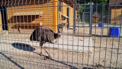 closeup of ostriches large in a cage in a zoo / farm