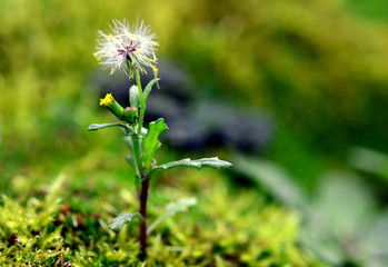Verblühter Hahnenfuß auf einem Moosboden