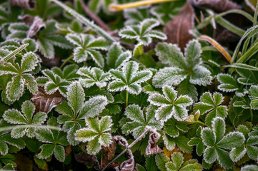 golden colored autumn leaves in nature