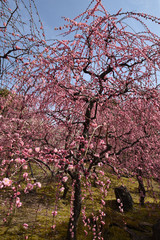 Fototapeta premium 紅梅
