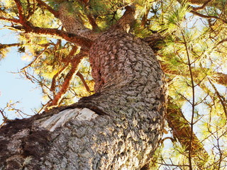 木を見上げた写真