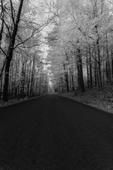 road in the forest 