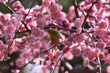 紅梅とメジロ