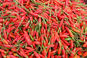 Red chili peppers