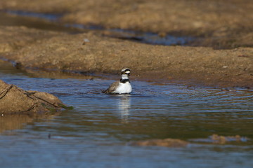 Fototapeta premium Bird in water